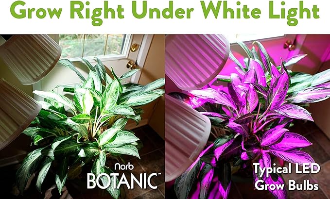 NorbBOTANIC Premium LED Grow Light, Full Spectrum PAR38 Bulb, 1350 Lumens, Energy-Efficient, Sun-Spectrum Mimics Sunlight, White Light, Perfect for Indoor Plants, Herbs, Tropical Plants, 16W 30 Degree