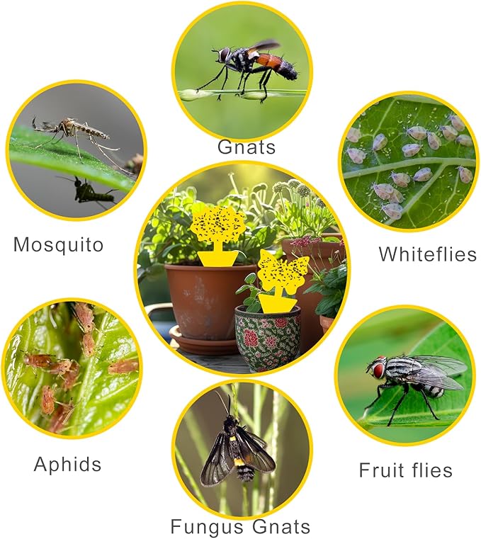 Fruit Fly Traps, 60 Pack Yellow Sticky Traps, Fungus Gnat Traps, Plant Fly Stickers for Indoor and Outdoor Use Protect The Plant