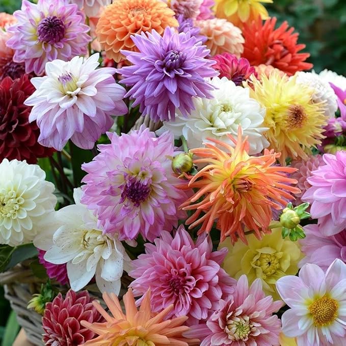 Dahlia Mix Bulbs - Attracts pollinators, Long Lasting Blooms - Mixed Dahlia Flower Bulbs for Stunning Garden Display | Low-Maintenance and Easy to Grow (14 Pack)
