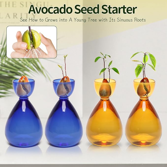 Avocado Vase Avocado Seed Starter Vases Trees Live Plants Growing kit Glass 2pc