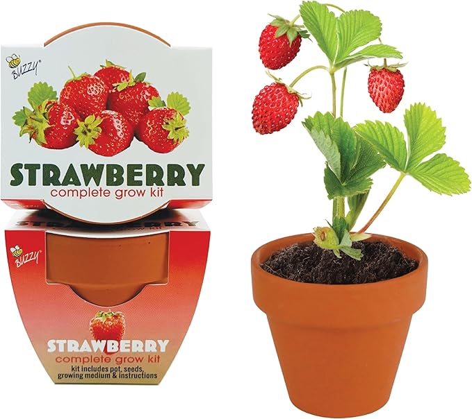 BUZZY Seeds Terracotta Mini Grow Pots | Herb, Plant, Flower Starter Kit for Kids & Adults | Alpine Strawberry 12-Pack, Classic Collection | Guaranteed to Grow | Best Indoor-Outdoor Gardening Gift