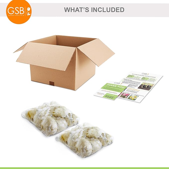 Garden State Bulb Gladiator Allium Flower Bulbs, 18cm, Fall Planting (Bag of 20)