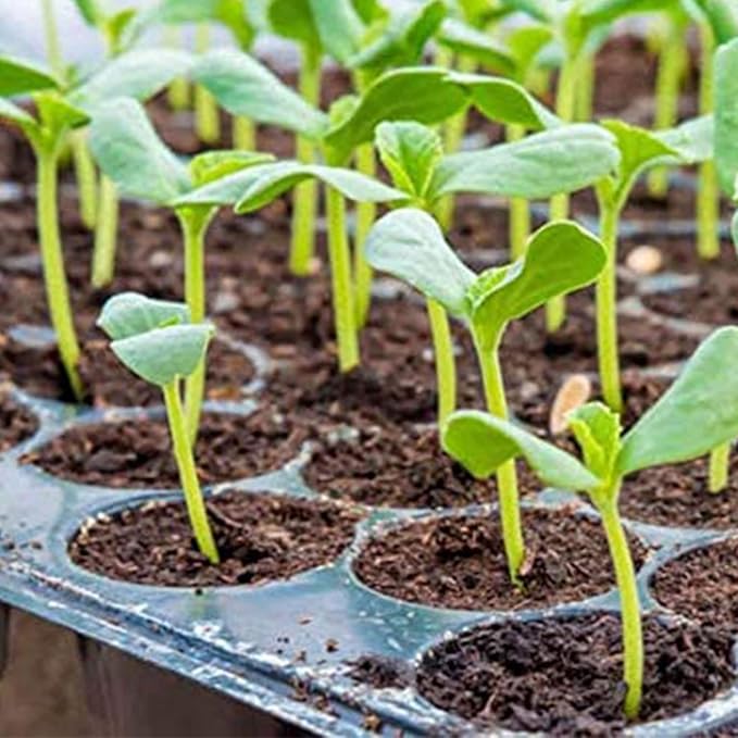 Hydrofarm Jump Start MT10009, 107 Watt UL Certified Seedling, 48"x20" Heat Mat, Jumpstart