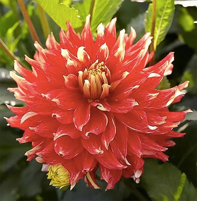 Bodacious Dahlia - 5 Gallon Size Bare Root Tuber Orange - Bold Orange Blooms for Spring Planting 2025 - Ideal for Outdoor Gardens and Containers