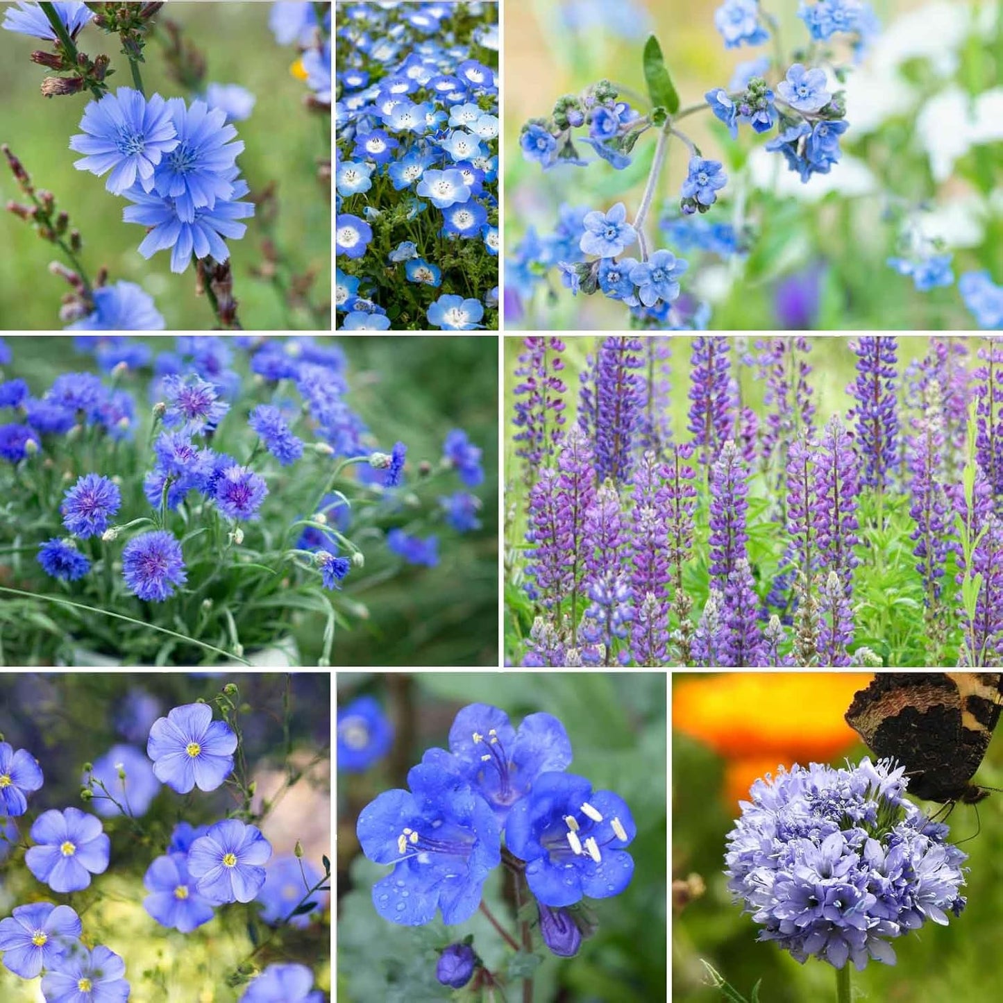Eden Brothers Singin the Blues Wildflower Mixed Seeds for Planting, 1/4 lb, 120,000+ Seeds with Blue Flax, Lupine, Chicory, Attracts Pollinators, Plant in Spring or Fall, Zones 3, 4, 5, 6, 7, 8, 9, 10