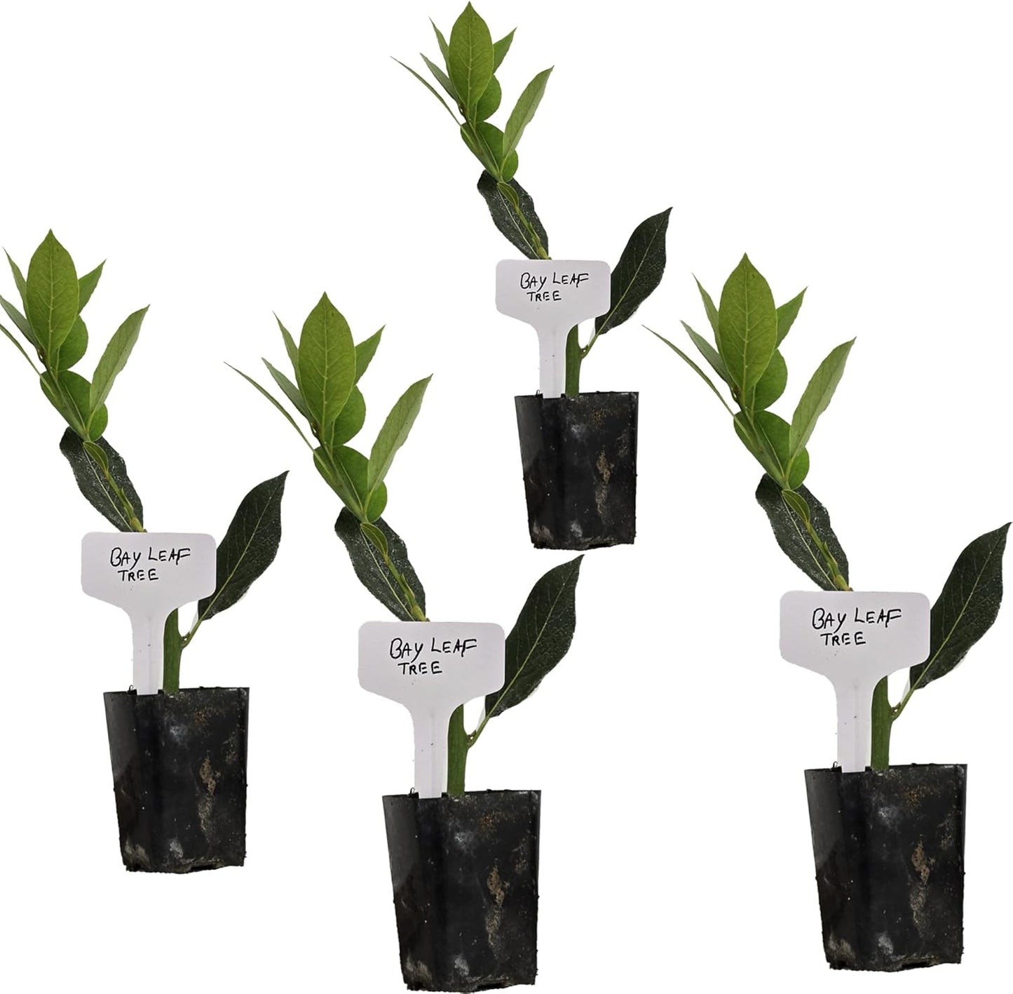 Mediterranean Bay Leaf, Bay Laurel Live Plant. Standard Variety - Laurus Nobilis. Live Plant. Fragrant, Fresh, Edible. Best for Ground Planting Outdoor. (4 Bay Laurel Plants in Cup)