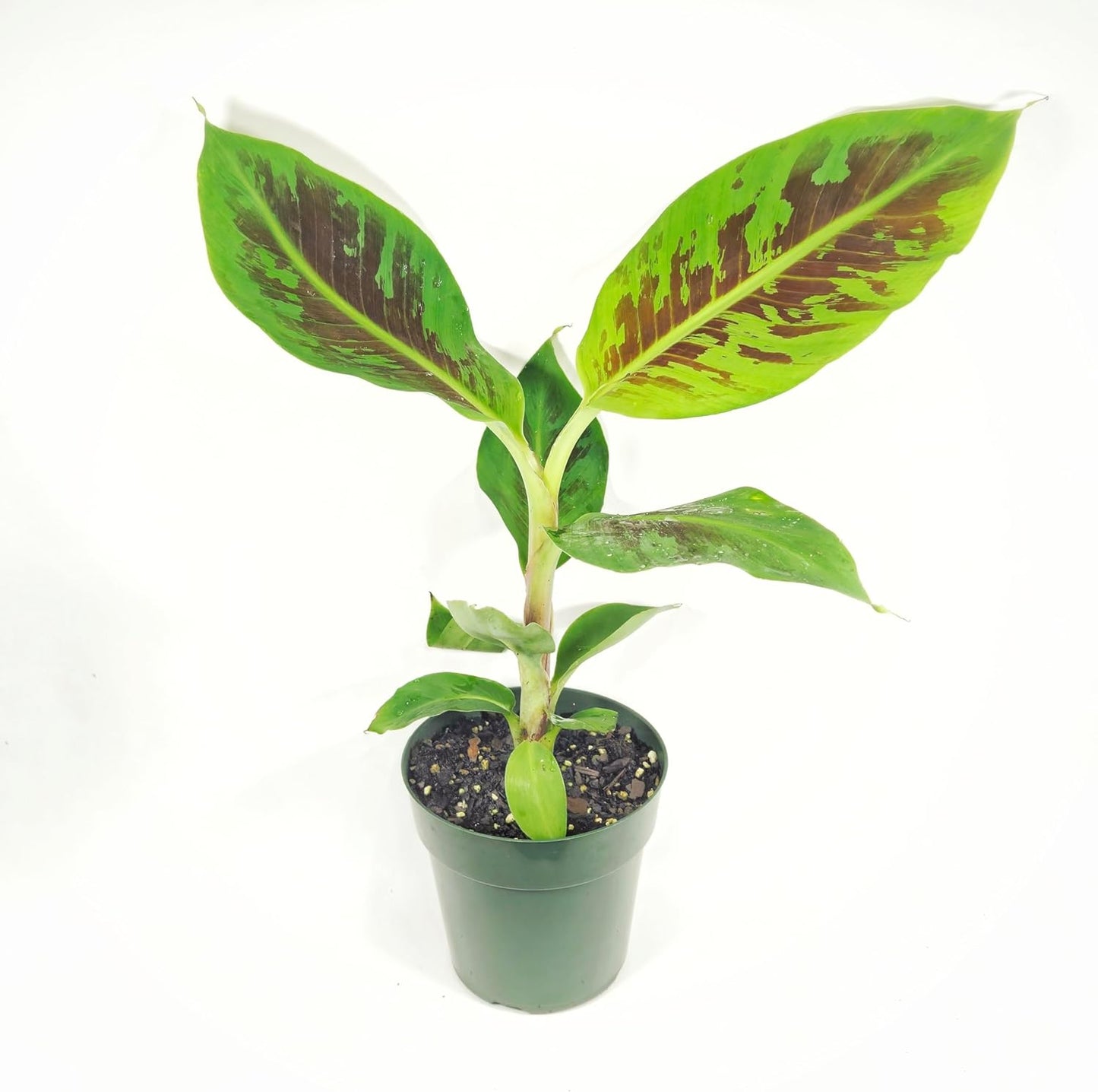 Set of 4 Dwarf Cavendish Banana Plants - Indoor/Outdoor Edible Fruit Trees - Fast Growing, Max Height 7 Feet