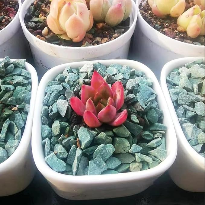 Succulents and Cactus Green Zeolite Rocks, Decorative Stones Pebbles for Indoor Plants, Bonsai, Fairy Gardening, Vases Fillers, Terrarium, 10lb