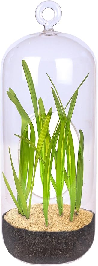 Perfect Palms Terrarium Grow Starter Kit - Over 10 Kinds of Seeds for Planting - Fun Easy Indoor Hanging Or Standing Glass Capsule Garden Starter Set with Complete Supplies