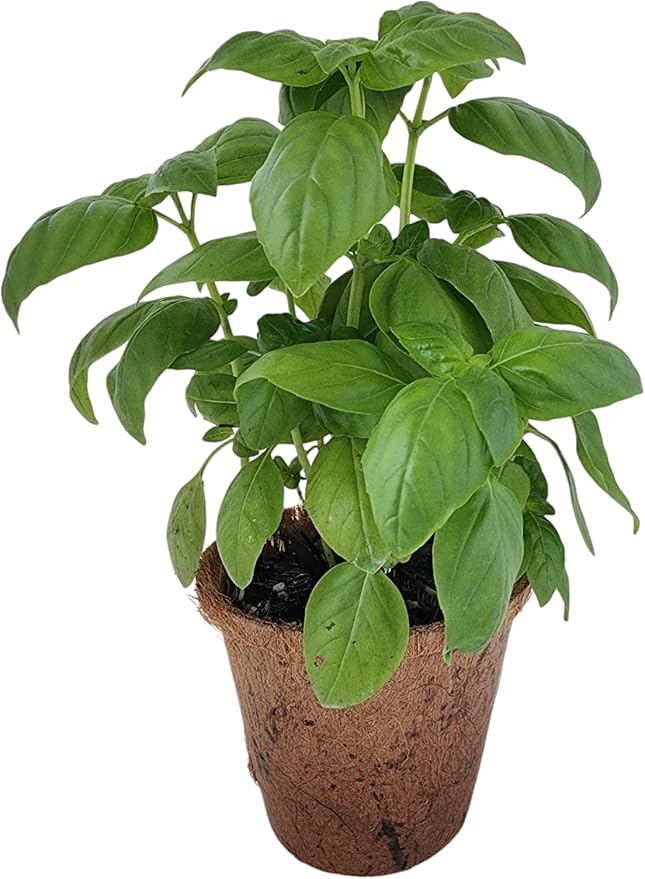 Plant-It Starters Plant Seeds 4 Variety Pack, DIY Indoor Succulents and Live Plants for Home or Garden Planting, Assorted Seed