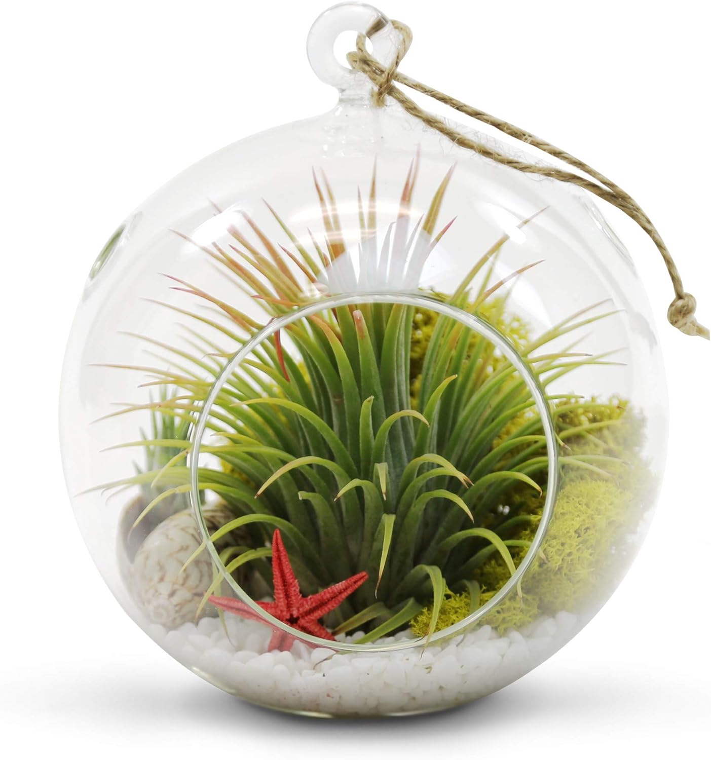 WGV Hanging Terrarium Globe, Width 6", Height 6.5", DIY Air Succulent Planter, Clear Glass Vase Orb with Flat Bottom, Candle Holder for Windowsill Outdoor Garden Decor, 6 Pieces Bulk