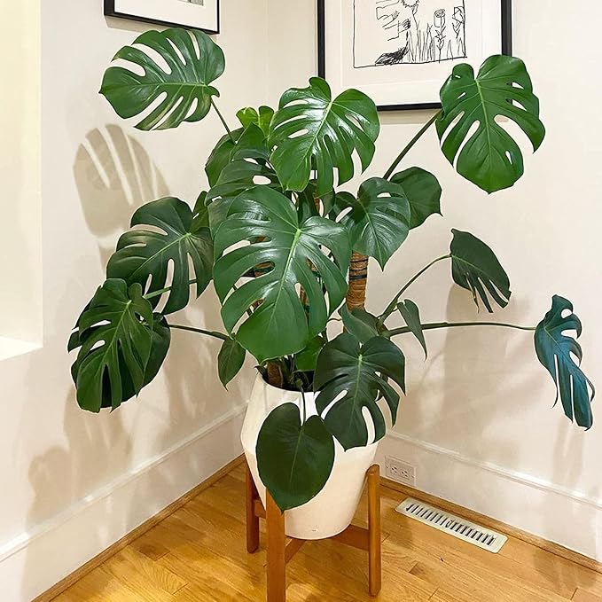 Decoroca 48.81 Inches Coir Totem Pole - 4 Pcs 16 Inchs Moss Pole Plant Stick with 100 FT Garden Twist Ties, for Monstera Plant Creepers Plant Support Extension, Climbing Indoor Plants