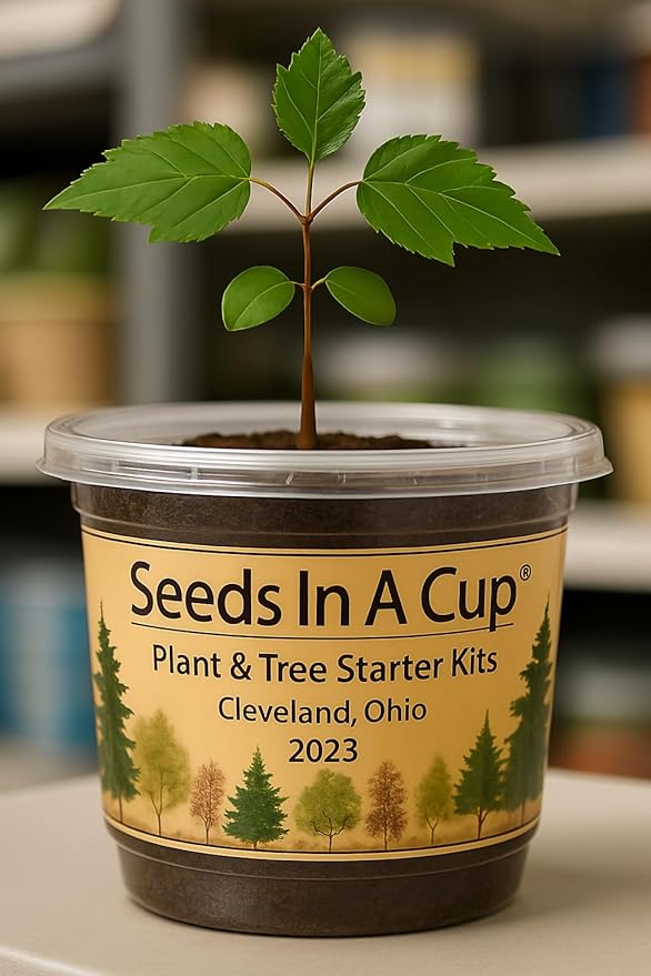 Seeds In A Cup® Sugar Maple Tree Grow Kit – Indoor/Outdoor Seed Starter, Grow Your Own Maple Tree from Seed, Educational Gift for Kids & Adults, Easy Planting Kit