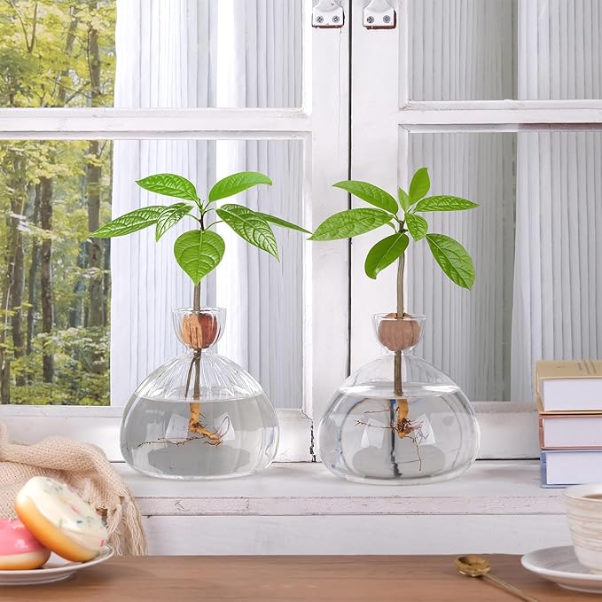 Avocado Seed Starter Vase Glass Planter for Hydroponic Plants Crystal Clear Grow Pots for Indoor Small Tree Growing Kit for Home Office Decoration
