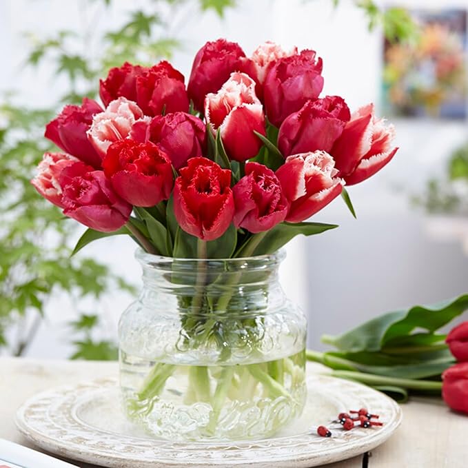 Garden State Bulb Triumph Candy Cane Mix Tulip Flower Bulbs, 12/+ cm, Fall Planting (Bag of 50)