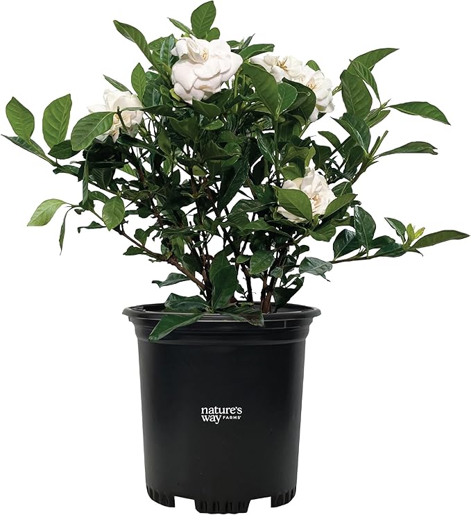 Nature’s Way Farms Gardenia Veitchii Fragrant Flowering Shrub (12-18in Tall) in Grower Pot