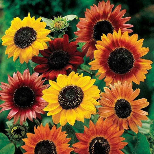 Park Seed Grow Your Own Vibrant Annual and Perennial Wildflower Garden Seeds Mixture, Easy to Grow Varieties for Pollinators and Spring Gardens - Large Colored Sunflower Mix, 5 lbs