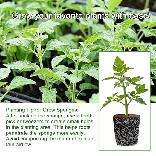 50 Packs Cuttage Grow Sponges, Pods Root Growth Sponge Eco Friendly PH Balance, Square Sponge Replacement Part Seedling Starter Sponges for Hydroponic Indoor Garden System Cuttage Rooting