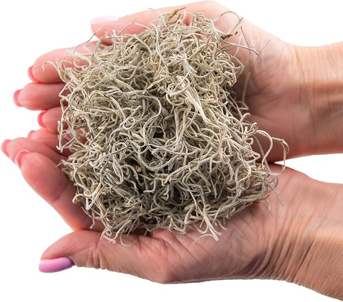 Premium Natural Spanish Moss | Natural Preserved - Great Ground Cover - Filler for Potted Plants - by GARDENERA - 1 Quart Bag