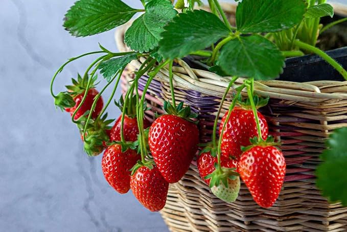Strawberry Premium Potting Soil Mix - Ideal Blend for Growing Robust and Flavorful Strawberries - 4 Quart