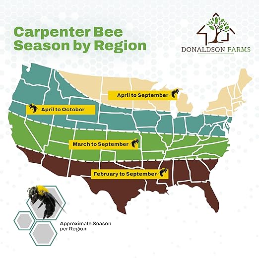 All-Natural Foaming Spray - Carpenter Insect Bee Killer - Reliable Defense for All Kinds of Insects, 16 oz