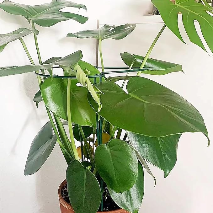 10 Pack Plant Support Stakes, 4 mm Thick 24 Inch Half Round Metal Garden Stakes, Plant Support Cages Ring for Peony Tomato Hydrangea Rose Flower Indoor Outdoor (10" Wide x 24" High)