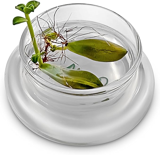 Bloomify Terra Gel Plant Propagation Seed Starter Tray with Glass Dome – Advanced Technology Gardening Supplies Plant Propagation Station for Succulents – Easy to Use Seed Starter Kit