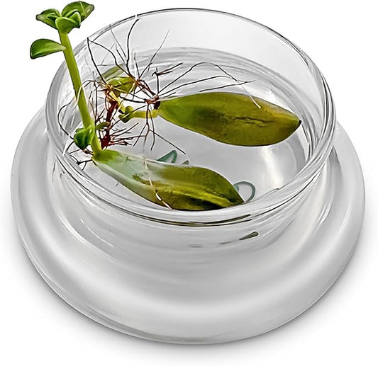 Bloomify Terra Gel Plant Propagation Seed Starter Tray with Glass Dome – Advanced Technology Gardening Supplies Plant Propagation Station for Succulents – Easy to Use Seed Starter Kit