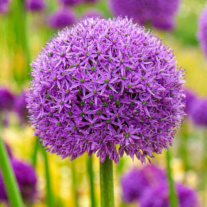 BRECK's - Giant Allium Bulbs, Dormant Spring Flowering Bulb Mixture, 15 Bulbs per Offer - Due to State restrictions Can't Ship to ID or WA
