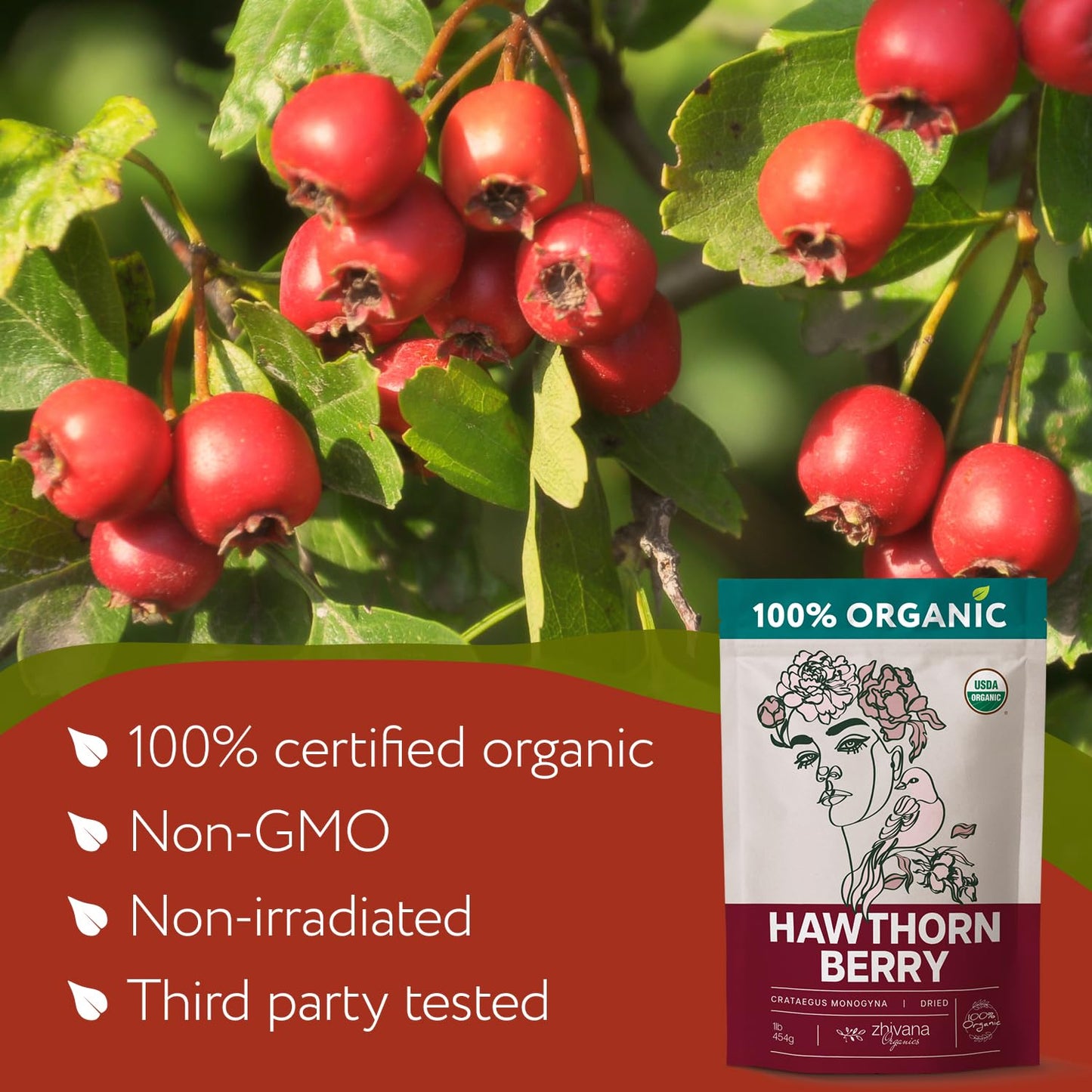 Super Large Value Pack 10 LB - Organic Hawthorn Berry Tea - Hawthorne Berries Organic - Healthy Circulation, Heart, Pressure Balance