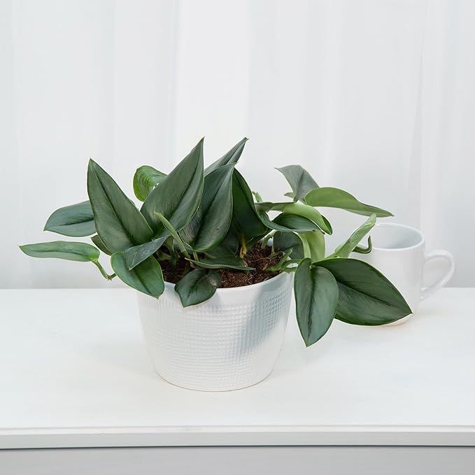 Scindapsus Sterling Potting Mix - Promote Strong Roots and Captivating Foliage with Our Premium Blend - 4 Quart