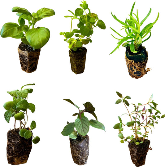Live Herb Plants Seedling Plug Size – Basil, Thyme, Sage, Oregano, Peppermint & Rosemary | Ready-to-Plant Garden Starter Plugs (Not Potted)