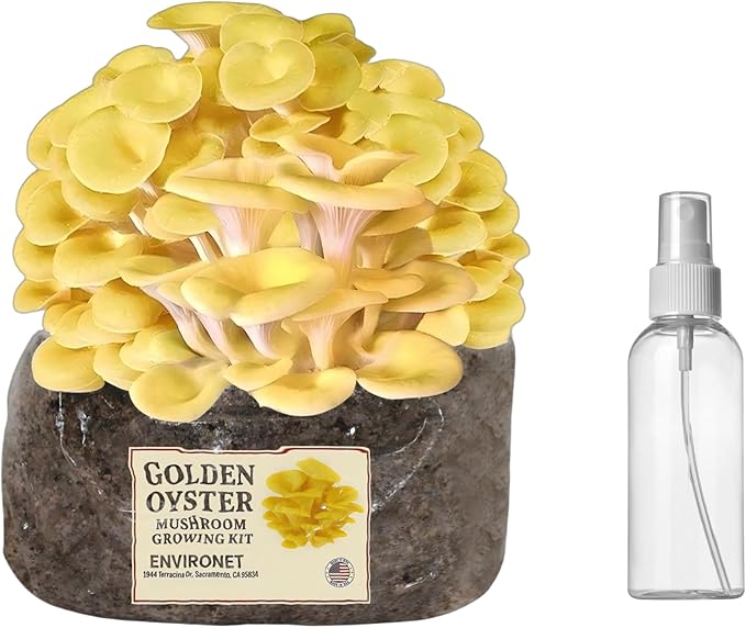 Golden Oyster Mushroom Growing Kit, Starter-Friendly & Fast Harvest Mushrooms Growing Kit, Handmade in USA, Great Gift