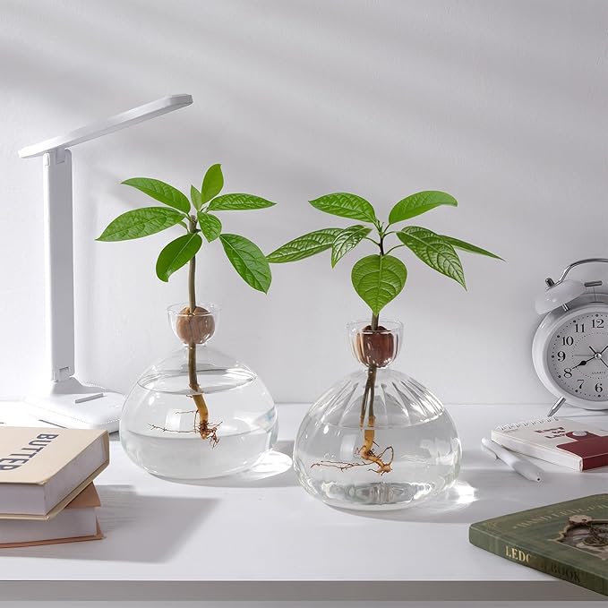Avocado Seed Starter Vase Glass Planter for Hydroponic Plants Crystal Clear Grow Pots for Indoor Small Tree Growing Kit for Home Office Decoration