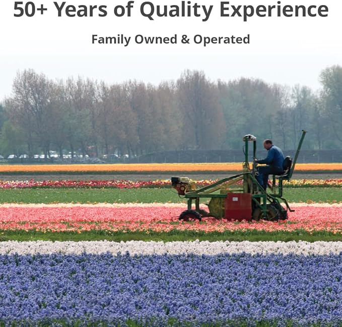 Mixed Triumph Tulip - 50 bulbs