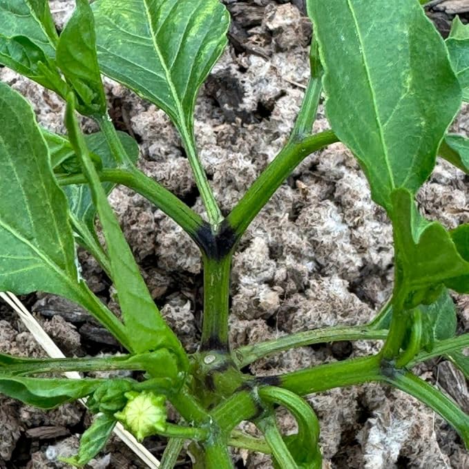 Natural Soil Amendment for Outdoor Gardens, Raised Beds & Indoor Plants - Organic Soil Additive Fertilizer for Plant Growth and Moisture Retention 10 Lbs