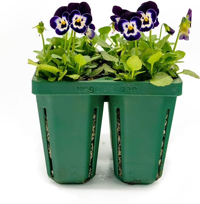 Vego garden Jumbo Seedling Trays Without Lids, 32 Pack Reusable Propagator Growing Starter Tray for Larger Plants, Heavy-Duty Plastic Germination Trays (4-Cell per Tray)