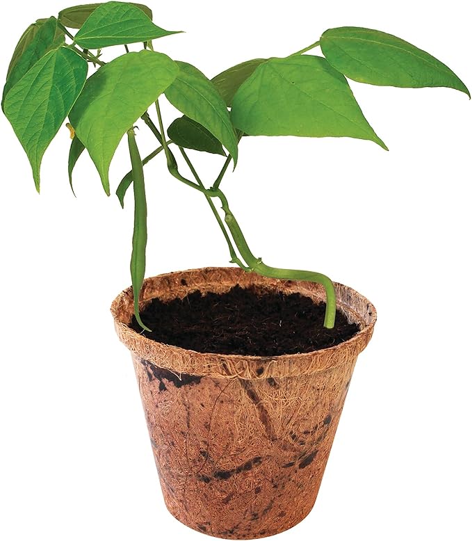 Plant-It Starters Plant Seeds 4 Variety Pack, DIY Indoor Succulents and Live Plants for Home or Garden Planting, Assorted Seed