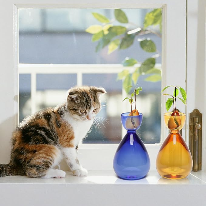 Avocado Vase Avocado Seed Starter Vases Trees Live Plants Growing kit Glass 2pc