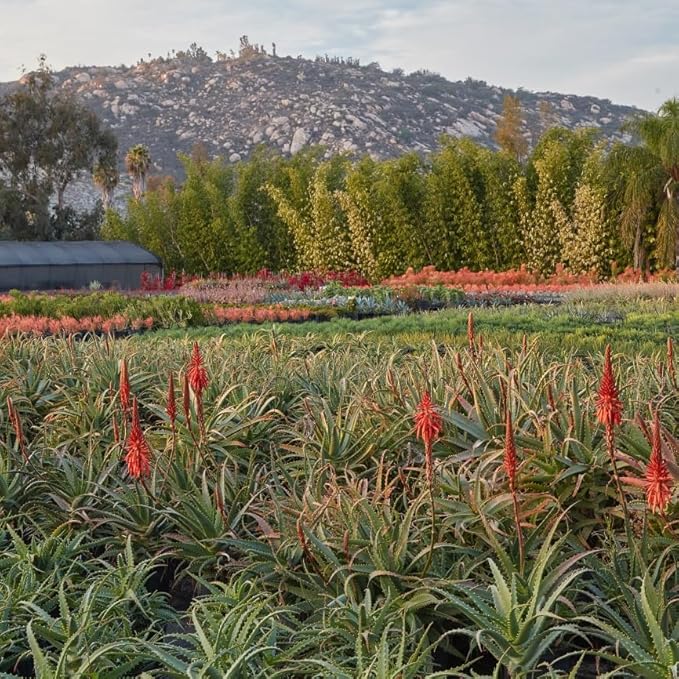 Coral Aloe Plants (Aloe striata) - Live Succulent with Striking Pink Edges and Smooth, Flat Leaves for Indoor/Outdoor Gardening (4 Coral Aloe Cups)