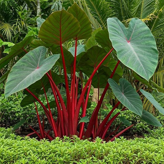 Hawaiian Punch Elephant Ear Bulbs for Planting -Rare Coloring - Perennial Hosta, Elephant Ears (2 Elephant Ear Bulbs)