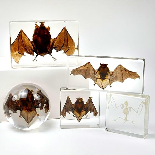 Real Bat Specimens, Resin Animal Specimens, Animal Skulls, Quirks, Biology, for Animal Specimen Enthusiasts, Science Classroom Science Education (Bat 5.6x2.6x0.8 Inch)