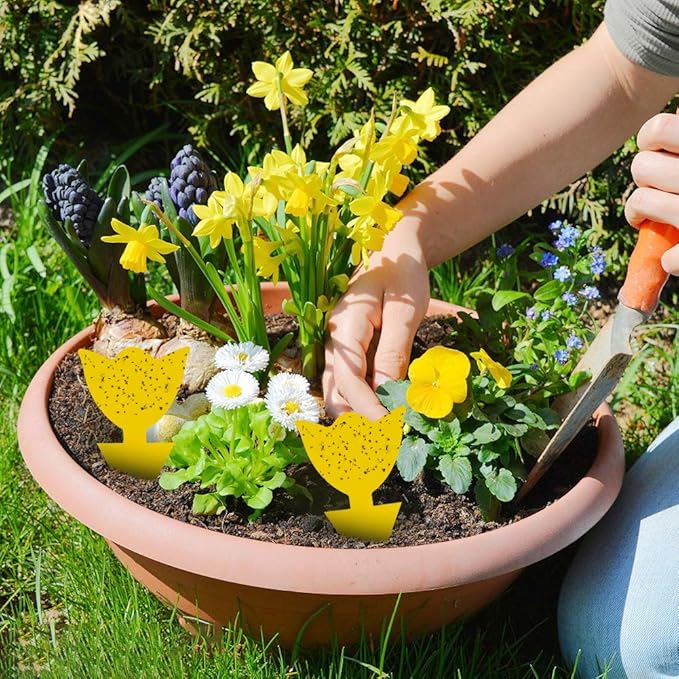 48 Pack Fruit Fly Traps for Indoors Plants Fungus Gnat Killer Trap Outdoor, Sticky Fly Catcher for House Outdoor, Flying Insects, Fungus Gnats, Flies