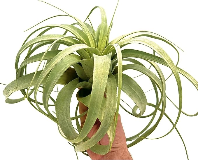 Air Plants - Tillandsia Xerographica, Giant 9-14” - 1ct - Live Arrival Gauranteed - House Plants for Home Decor & Gift