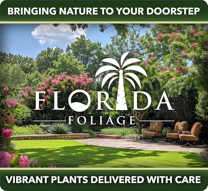 Bulbine Frutescens Hallmark Orange - 3 Live Plants - Butterfly Attracting Flowering Groundcover