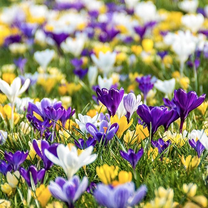 BRECK'S - Species Crocus Multicolored Mixture Dormant Spring Flowering Bulbs - Each Offer Includes 100 Bulbs