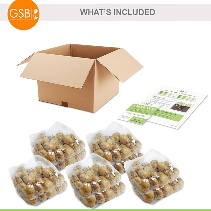 Garden State Bulb Darwin Hybrid Festival Mix Tulip Flower Bulbs, 12/+ cm, Fall Planting (Bag of 250)