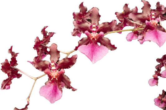 Oncidium Sharry Baby - Chocolate Fragrance Very Popular, Easy to Grow and Bloom (NOT in-Bud/Bloom When Shipped)