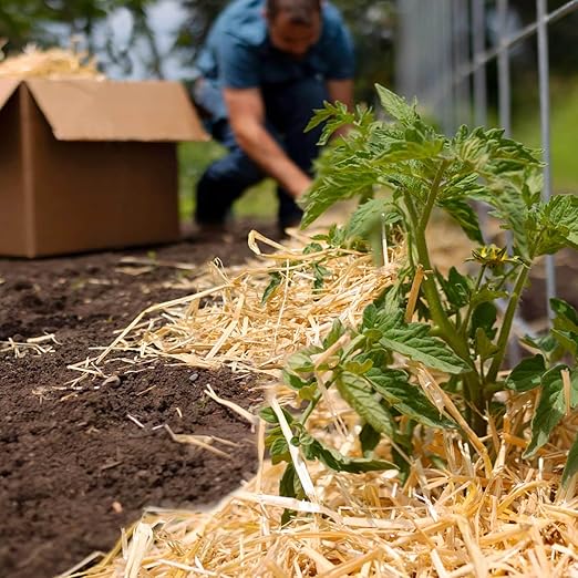 Blue Mountain Hay | Organic Seedless Garden Straw (3 lb) | Natural Mulch for Gardening, Flower Beds, Yard Landscaping, New Lawn Grass Seeding, Composting | Covers up to 30 sq ft