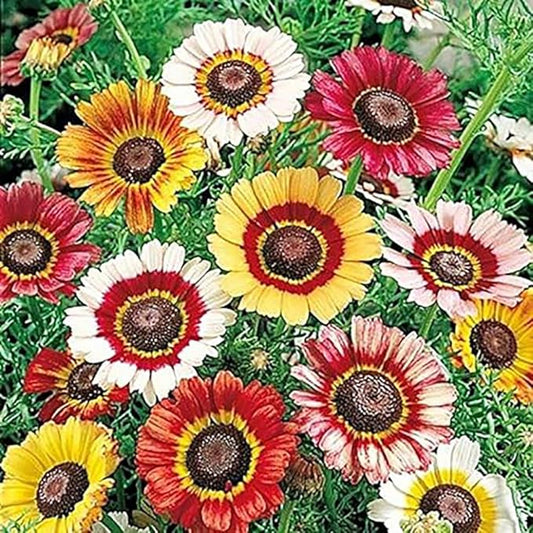 1000 Rainbow Painted Daisy Seeds - Wonderful Cut Flower